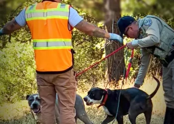 Two Dogs Rescued Along US-50 in Pollock Pines