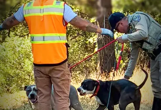 Two Dogs Rescued Along US-50 in Pollock Pines