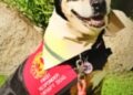 South Tahoe Therapy Dog Nominated for National Award
