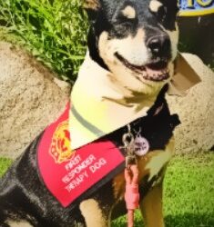 South Tahoe Therapy Dog Nominated for National Award