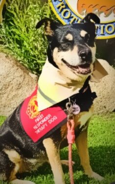 South Tahoe Therapy Dog Nominated for National Award