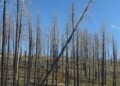 CAL FIRE Trains Wildland Firefighters in Chainsaw Safety