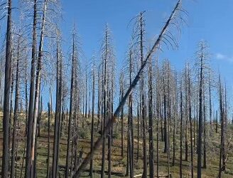 CAL FIRE Trains Wildland Firefighters in Chainsaw Safety